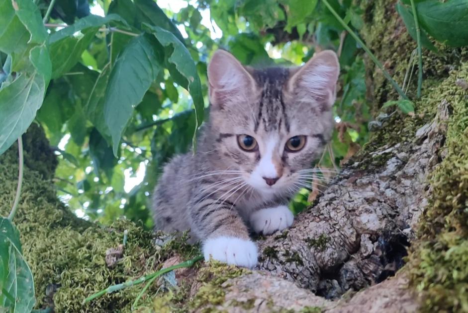 Vermisstmeldung Katze rassenmischung Weiblich , 0 jahre Pessac Frankreich