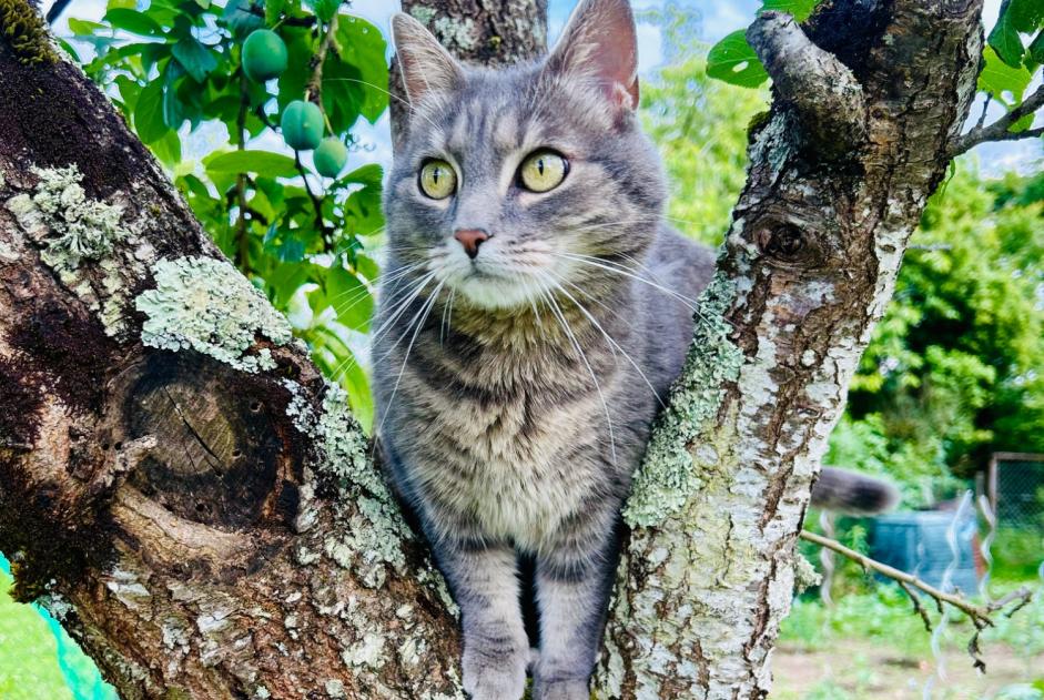 Vermisstmeldung Katze Weiblich , 5 jahre Saint-Jean-de-Braye Frankreich