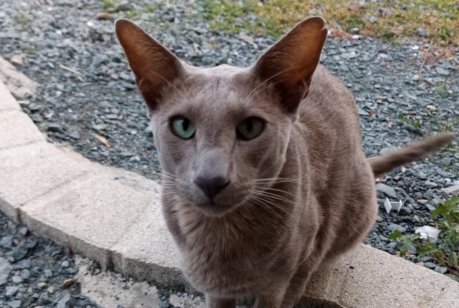 Vermisstmeldung Katze  Männliche , 5 jahre Saint-Pierre-du-Chemin Frankreich