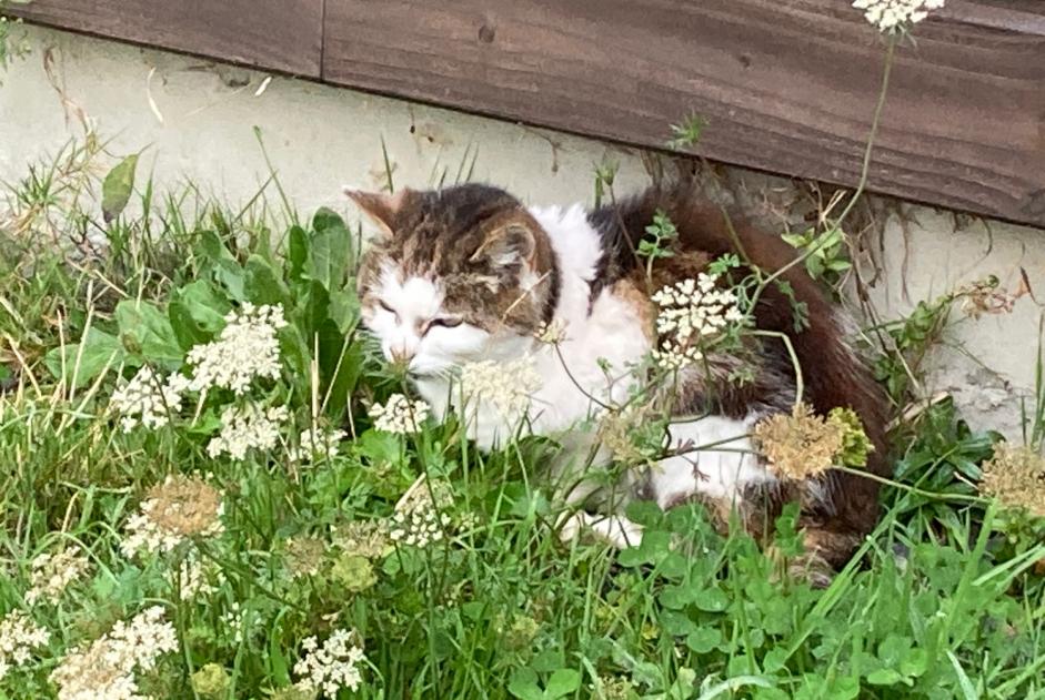 Discovery alert Cat Unknown Aurseulles France