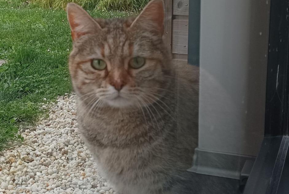Disappearance alert Cat Female , 2 years Versonnex France