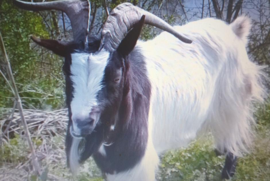 Disappearance alert Goat Male , 2024 years Chaillé-les-Marais France