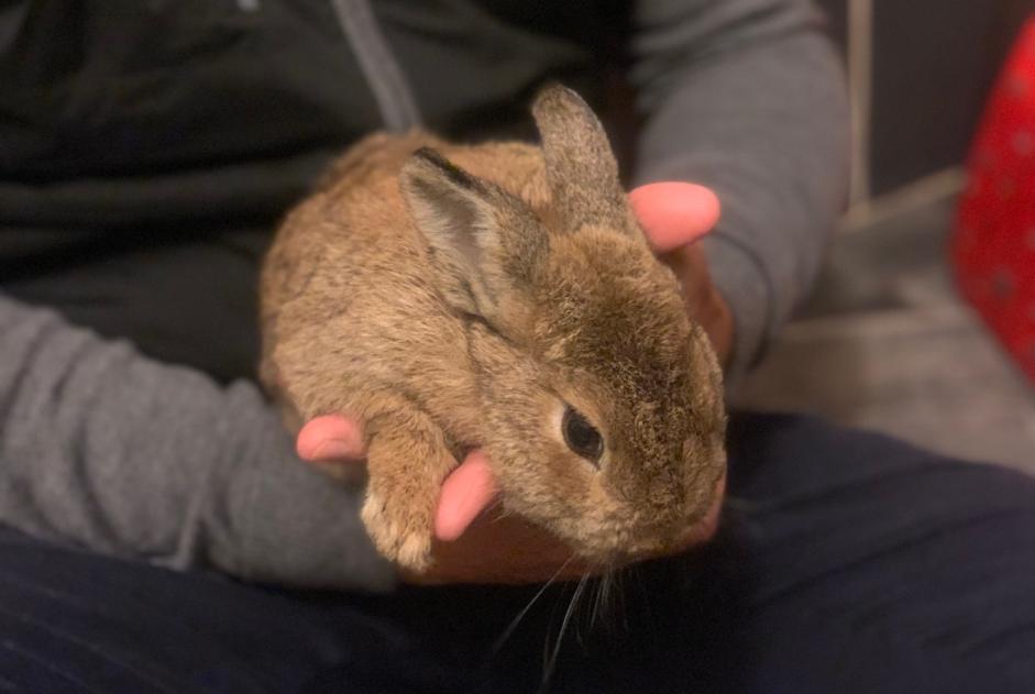 Alerta de Hallazgo Conejo Desconocido Anglet Francia