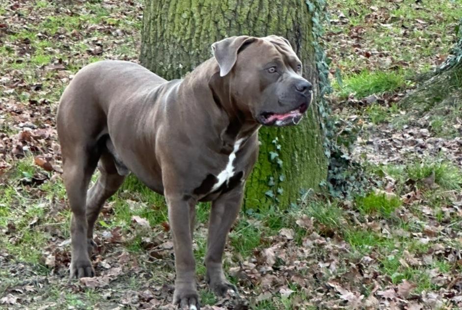 Alerta de Desaparición Perro  Macho , 2 años Ouzouer-sur-Trézée Francia