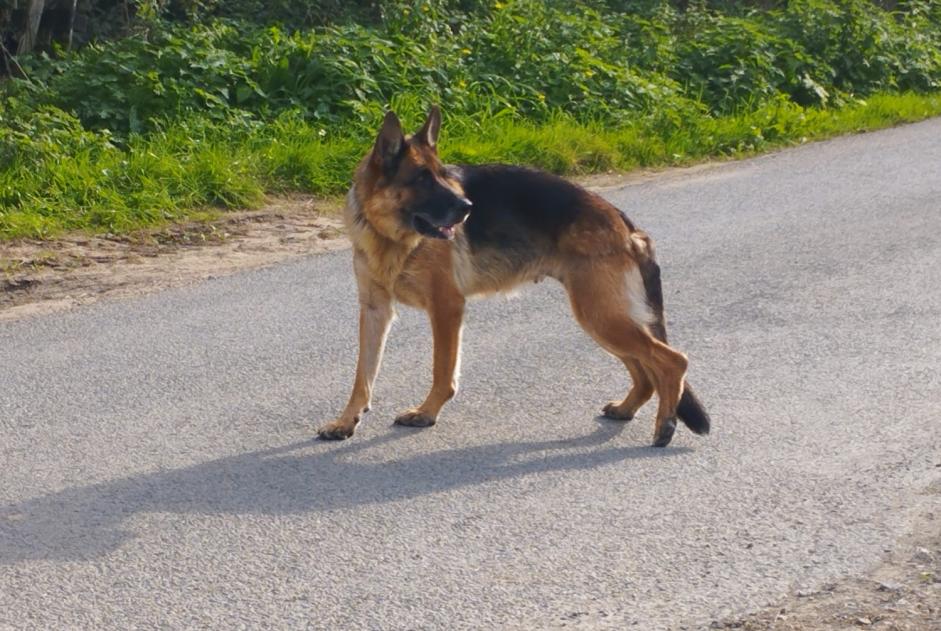 Alerta de Hallazgo Perro  Desconocido Sainte-Cécile Francia