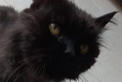 Alerte Découverte Chat Mâle , 10 ans Lailly-en-Val France