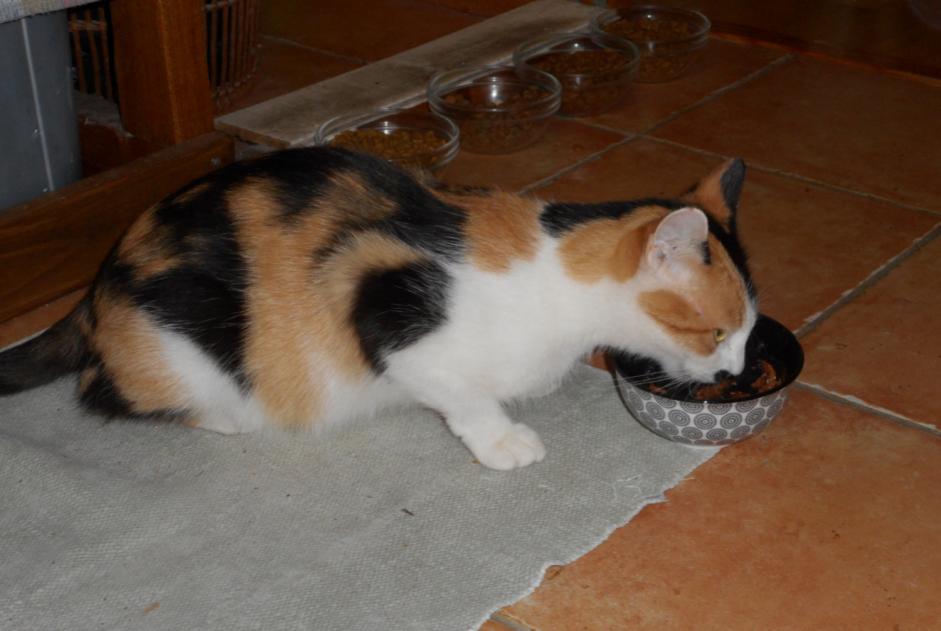 Alerte Découverte Chat Femelle Saint-Pryvé-Saint-Mesmin France