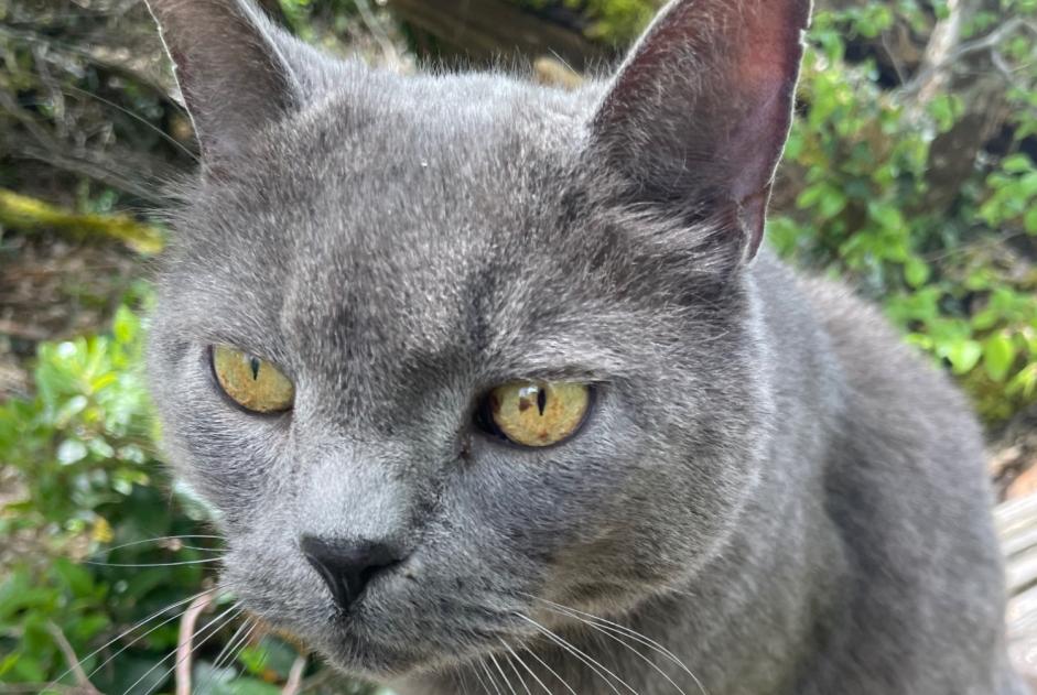 Avviso scomparsa Gatto Maschio , 12 anni Chanterac Francia