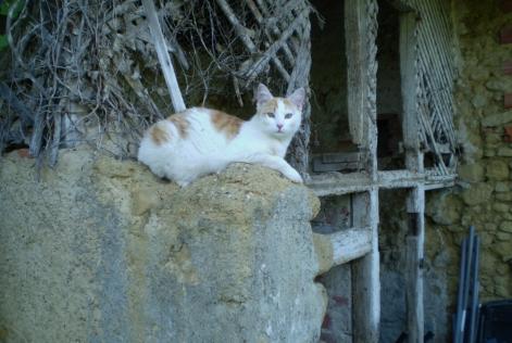 Avviso scomparsa Gatto Maschio , 7 anni Marciac Francia