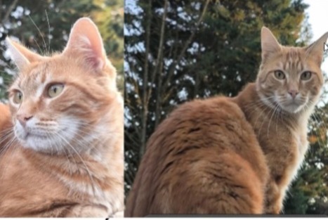 Avviso scomparsa Gatto Maschio , 4 anni Fontenay-sur-Loing Francia