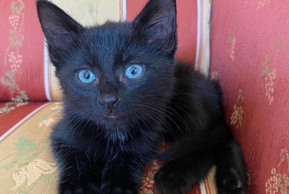 Avviso scomparsa Gatto Maschio , 1 anni Chambon-la-Forêt Francia