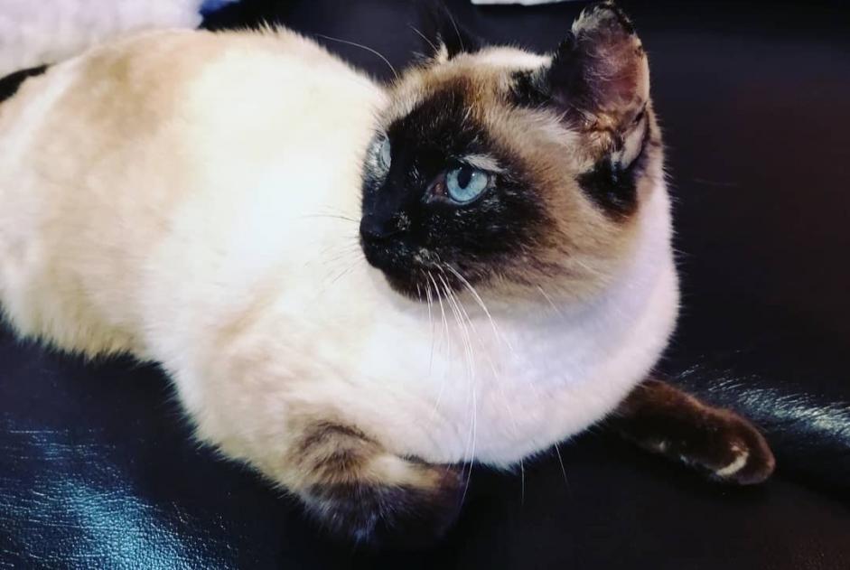 Avviso scomparsa Gatto  Femmina , 12 anni Hélette Francia