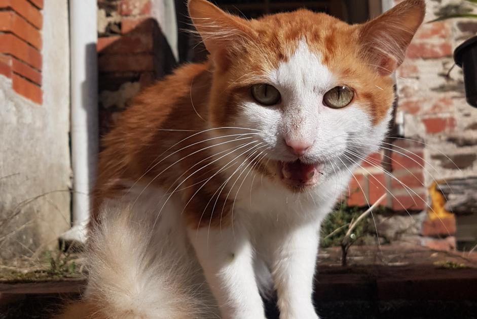 Avviso Ritrovamento Gatto incrocio di razze Maschio Saint-Vincent-sur-Graon Francia