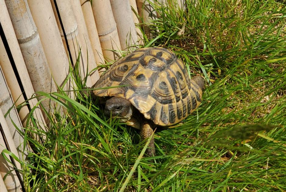 Avviso scomparsa Tartaruga Maschio , 2024 anni Le Poiré-sur-Vie Francia