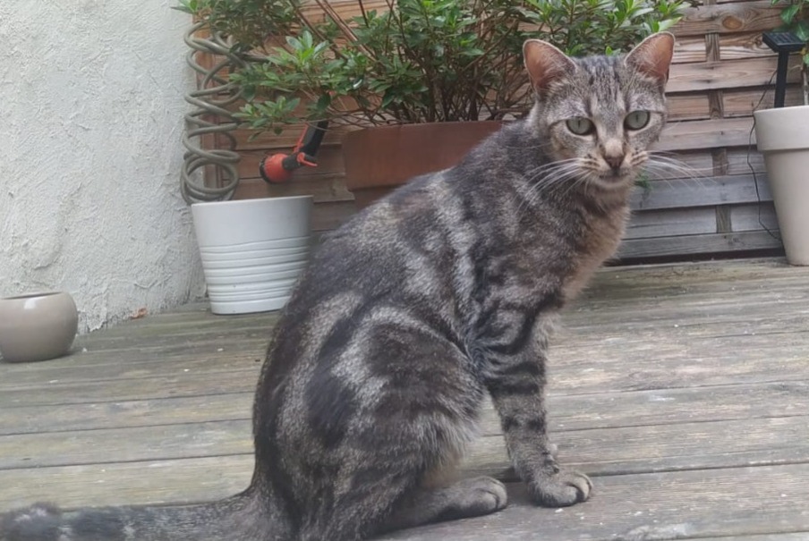 Alerta desaparecimento Gato Fêmea , 4 anos Argenteuil France