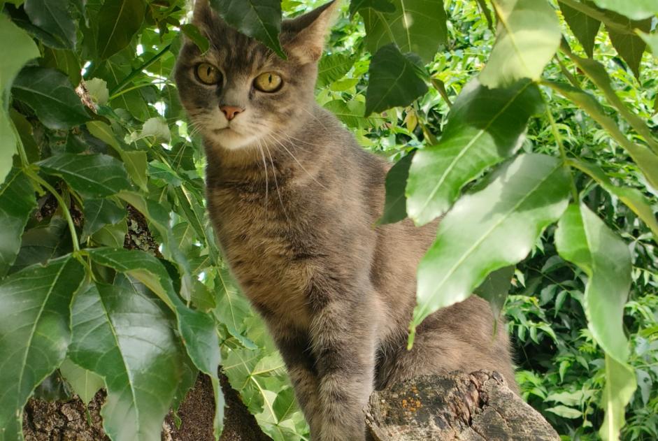 Alerta desaparecimento Gato Fêmea , 15 anos Le Fenouiller France